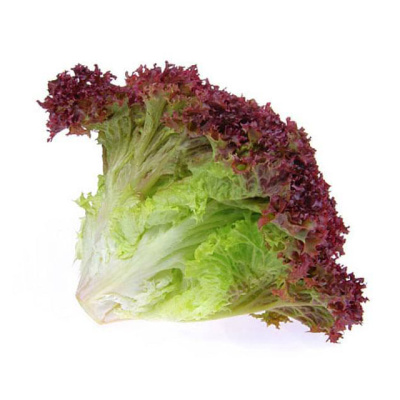 DOMESTIC ROSO LOLLO LETTUCE