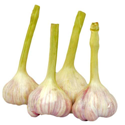 DOMESTIC GARLIC